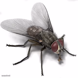Scumbag House Fly