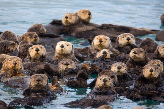 Sea otters - meme generator image preview