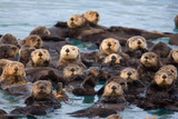 Sea otters