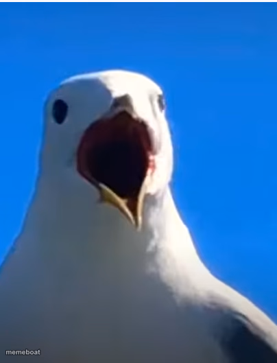Seagull AHHH - meme generator image preview