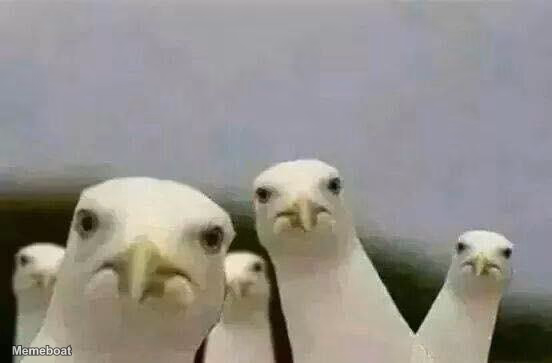 Seagulls_Mine - meme generator image preview