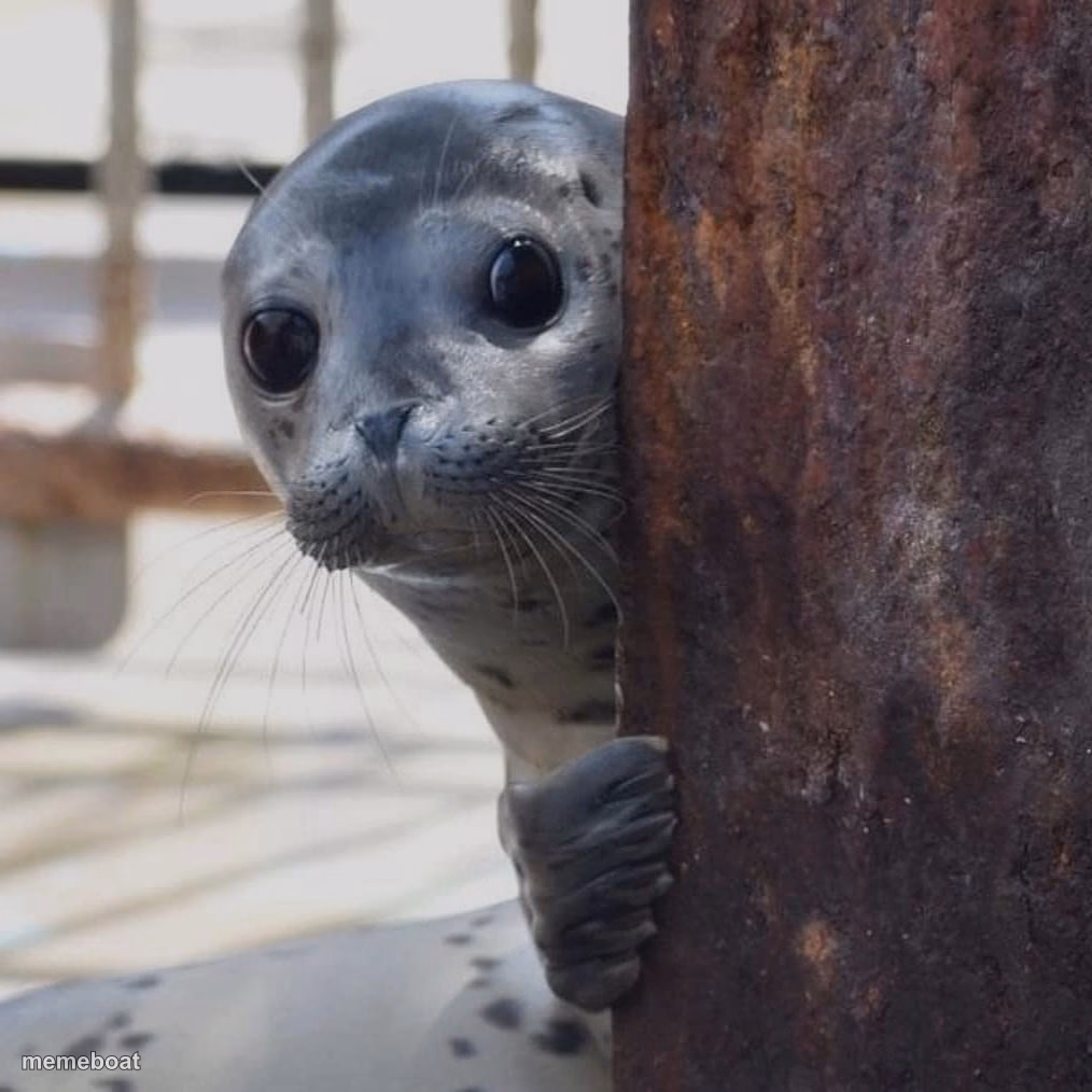 Seal bonjour shy look - meme generator image preview
