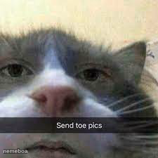 send toe pics cat - meme generator image preview