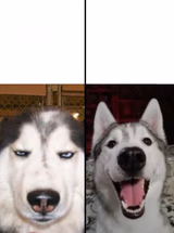 serious vs happy husky