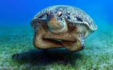 Seriously Skeptical Sea Turtle