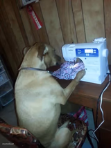 Sewing Dog