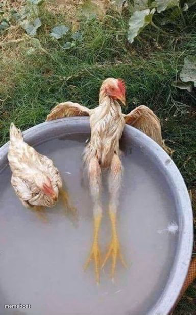 Sexy Chicken - meme generator image preview