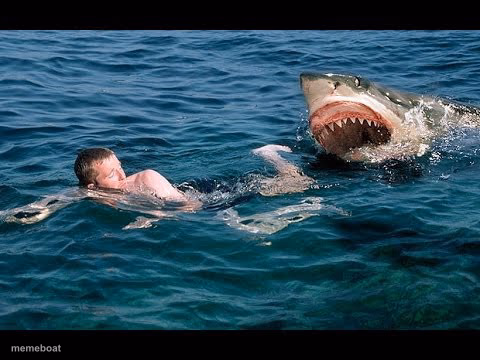 Shark - meme generator image preview