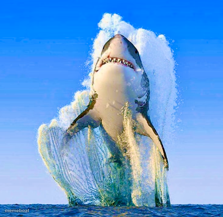 Shark - meme generator image preview