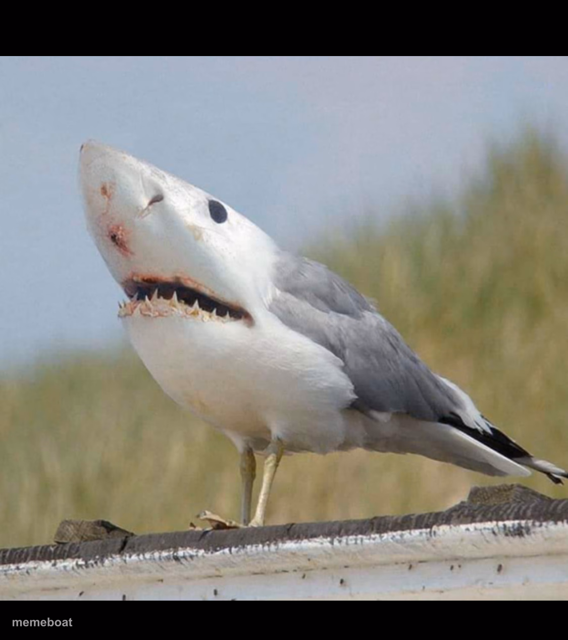 Shark bird - meme generator image preview
