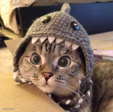 Shark Cat