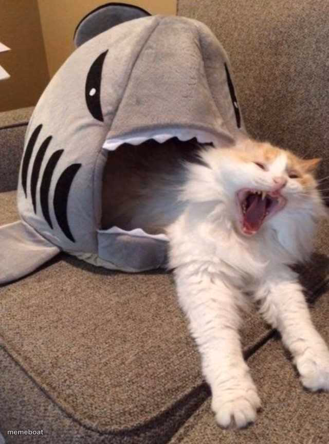 shark eating cat - meme generator image preview