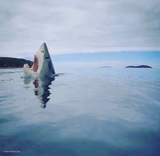shark_head_out_of_water