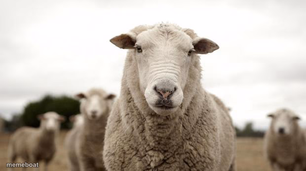 Sheep - meme generator image preview
