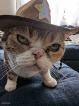 Sheriff Bean