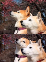 shiba bad joke