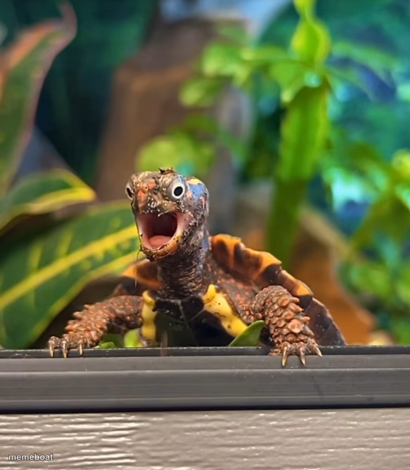 Shock turtle - meme generator image preview