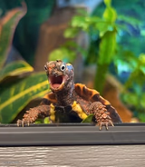 Shock turtle