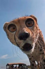 shocked cheetah
