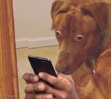 shocked dog