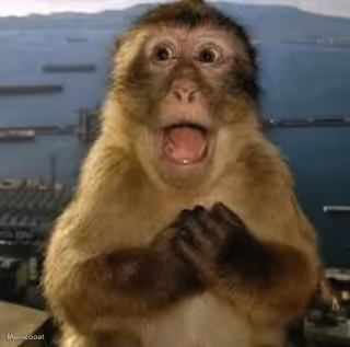 Shocked Monkey