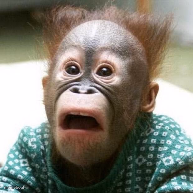 Shocked Monkey - meme generator image preview