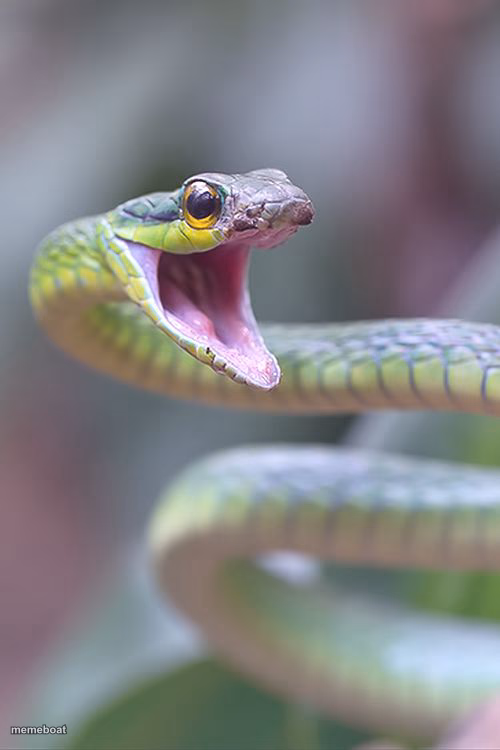 shocked snek - meme generator image preview