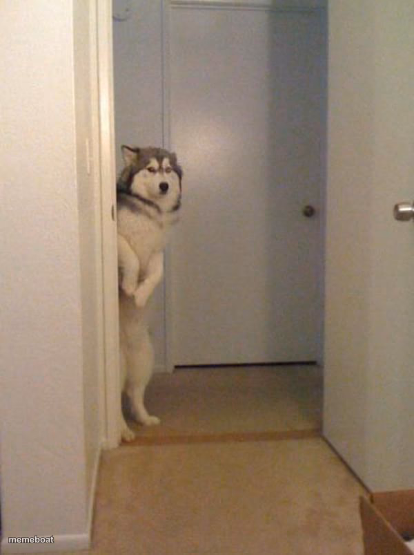 shy husky - meme generator image preview