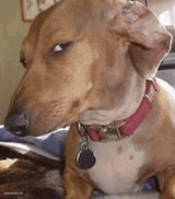 Side eye dog