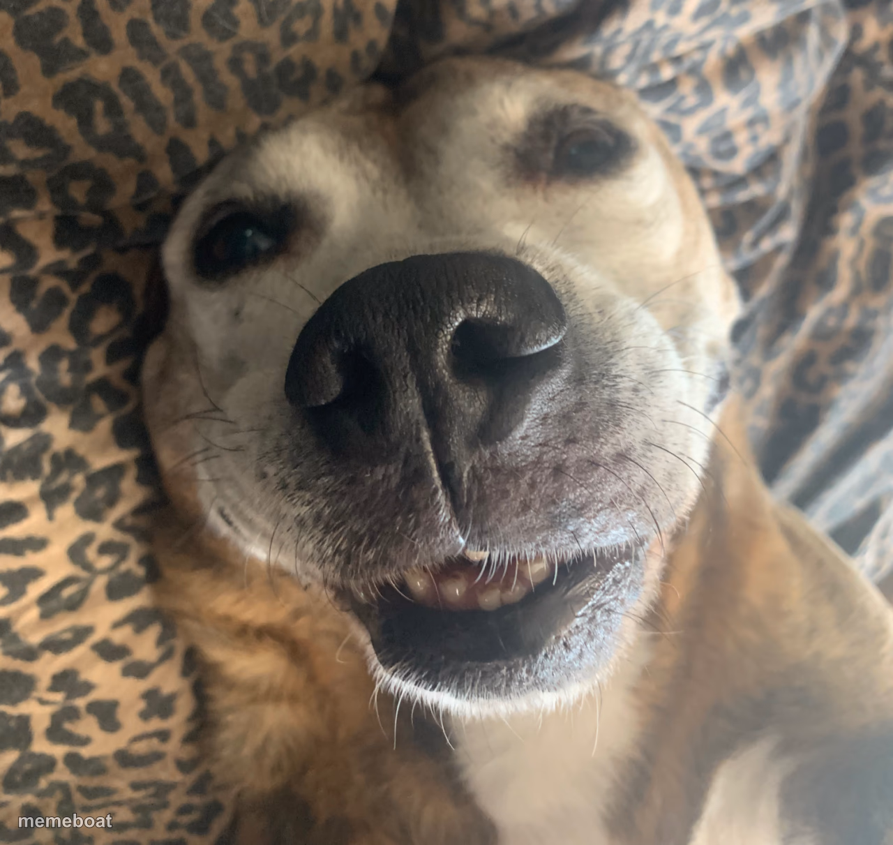 Silly doggo - meme generator image preview