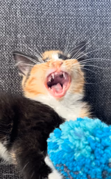 Singing cat