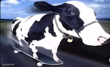 Skateboard cow
