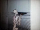 Skeleton Looking Out Window