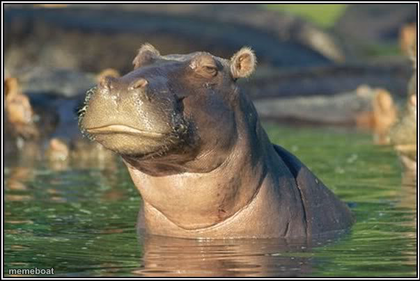 Skeptical Hippo - meme generator image preview