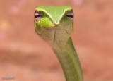 Skeptical snake