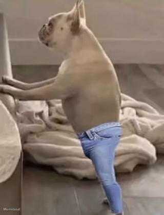 Skinny Jeans Dog