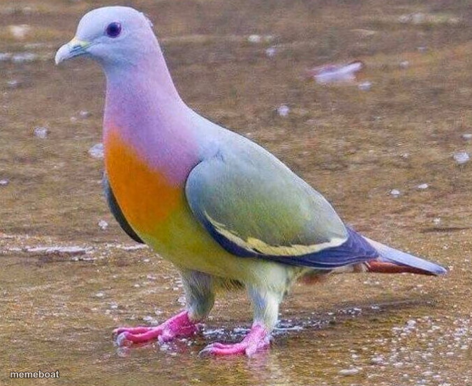 Skittles pigeon - meme generator image preview