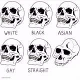 Skull Comparison