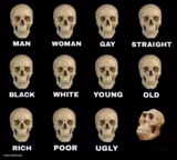 Skulls ape stupid human homo erectus neanderthal