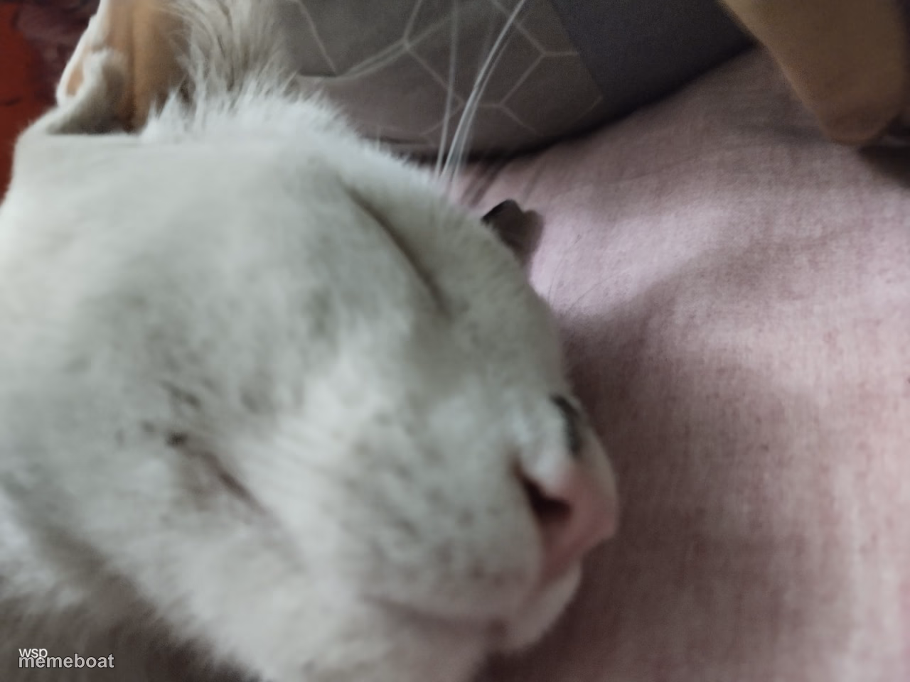 Sleeping Cat - meme generator image preview