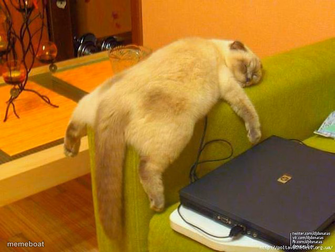 sleeping cat - meme generator image preview
