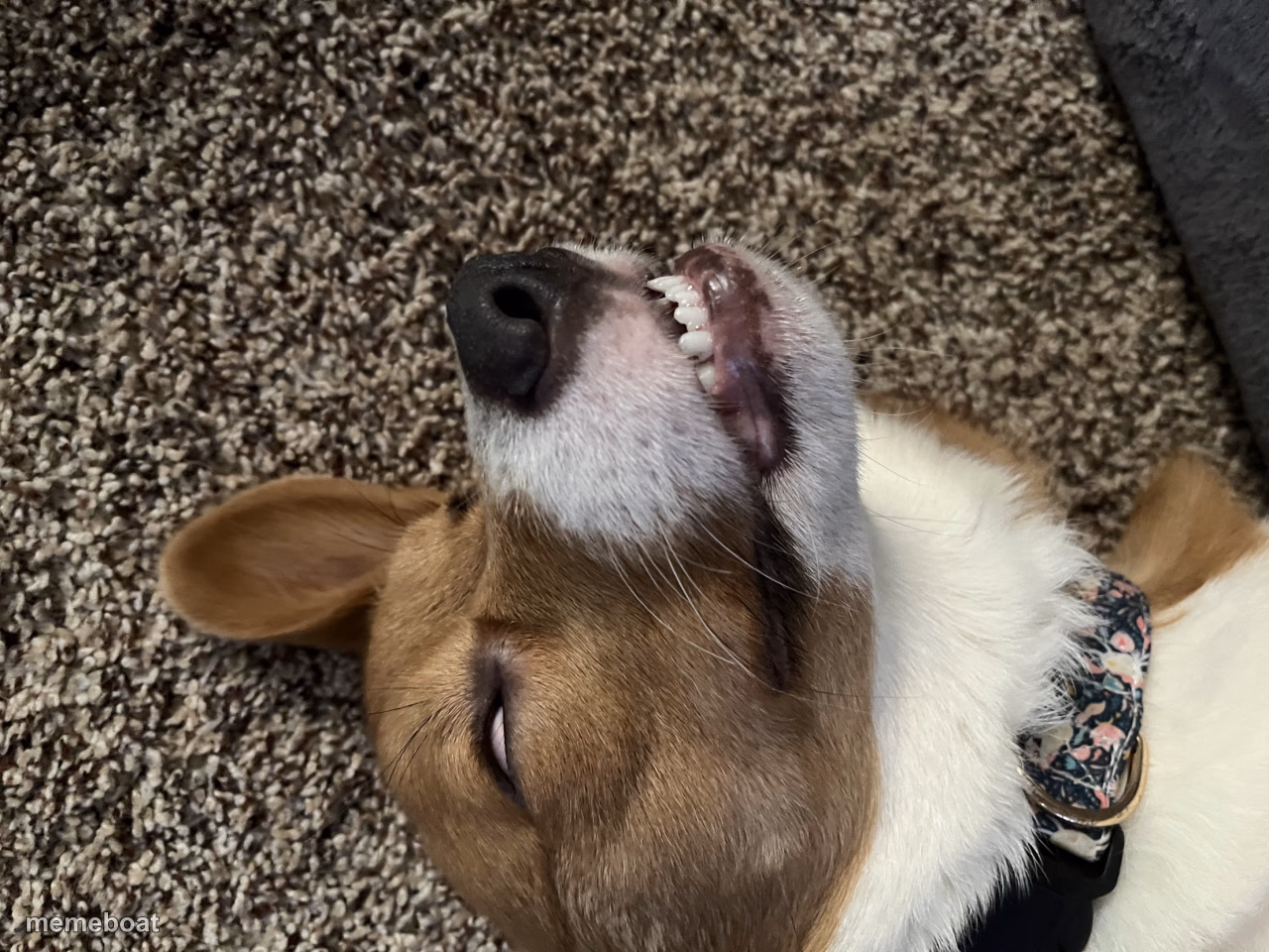 Sleeping Dog - meme generator image preview