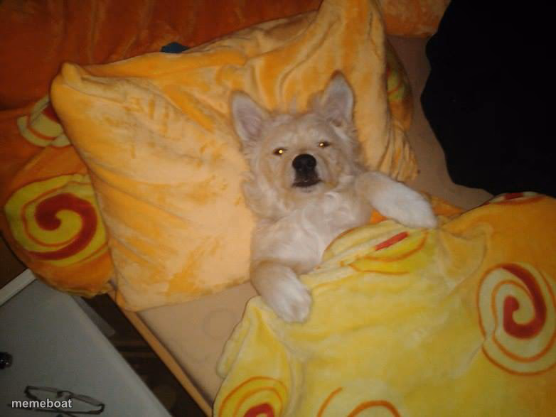 sleeping dog - meme generator image preview