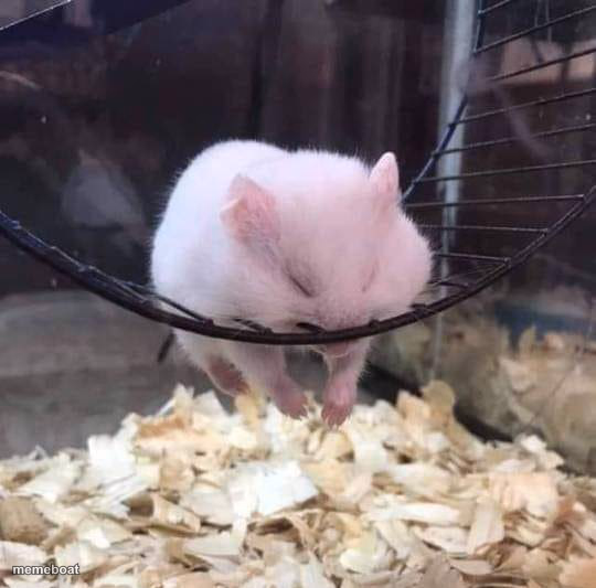 Sleeping Hamster on a Wheel - meme generator image preview