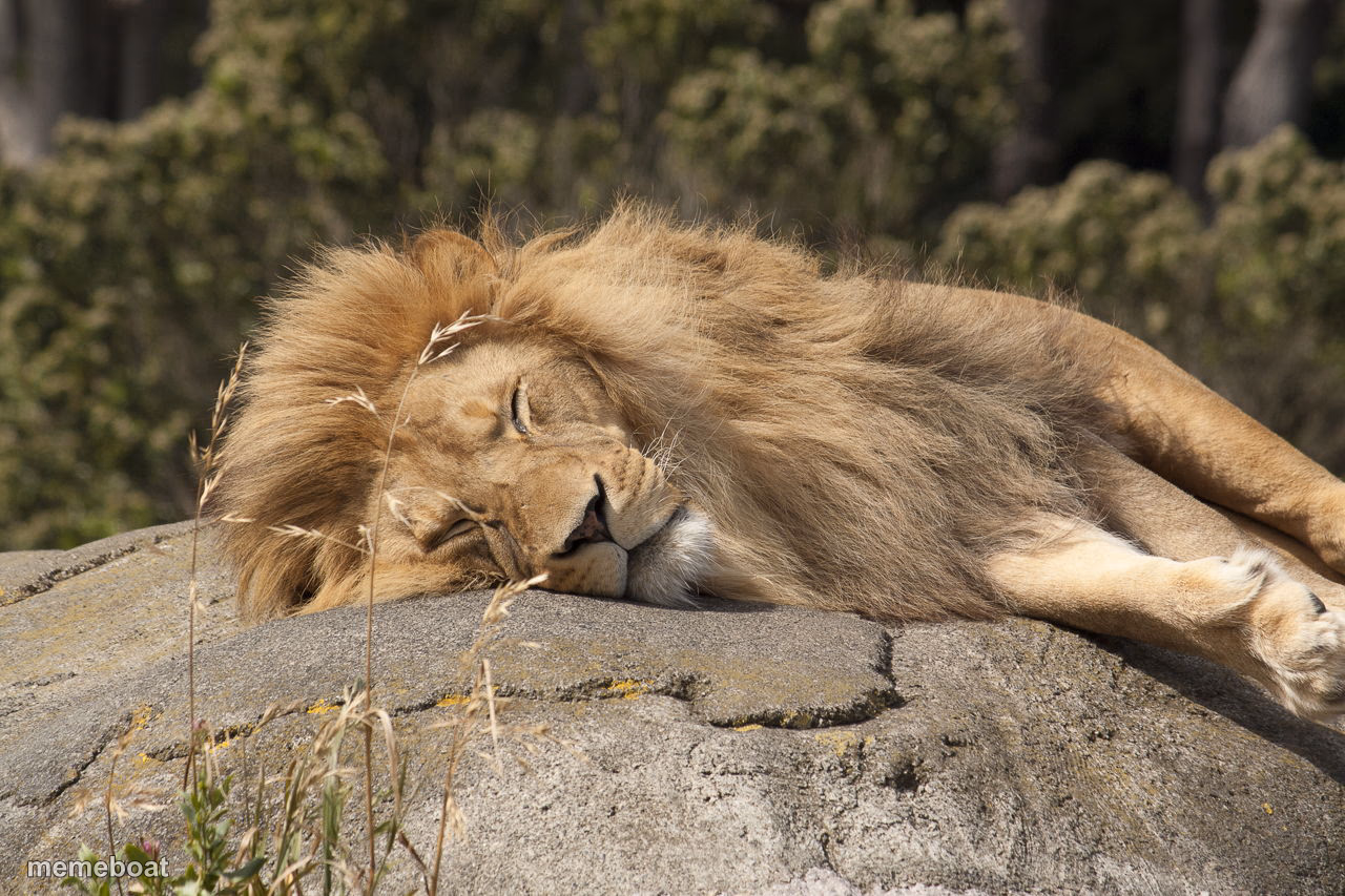 sleeping lion - meme generator image preview