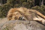 sleeping lion