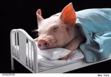 Sleeping Pig