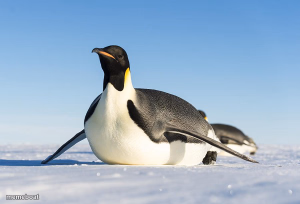 Sliding Penguin - meme generator image preview