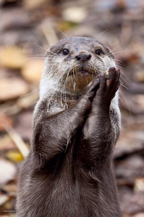 Slow-Clap Otter - meme generator image preview