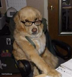 smart dog - meme generator image preview